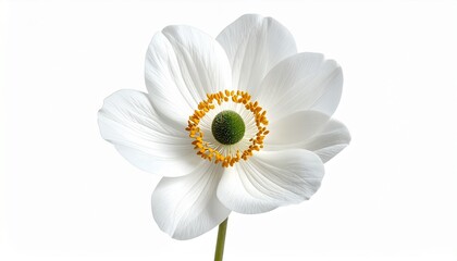 Obraz premium Elegant White Anemone Flower with Green Center and Yellow Stamens.