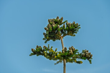 Korean fir with beautiful fir cones on sky blue background.