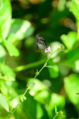 A beautiful butterfly with patterned wings rests gently on a slender flower stem, its delicate form silhouetted against a softly blurred, vibrant green background, embodying nature's serene beauty.