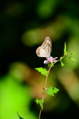 A beautiful butterfly with patterned wings rests gently on a slender flower stem, its delicate form silhouetted against a softly blurred, vibrant green background, embodying nature's serene beauty.
