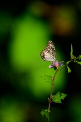 A beautiful butterfly with patterned wings rests gently on a slender flower stem, its delicate form silhouetted against a softly blurred, vibrant green background, embodying nature's serene beauty.