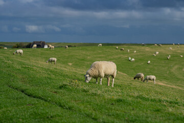 The sheep lamb in the verdant meadows. Sheep on an farm. Sheep eating grass on a field. Sheep grazing in an alpine meadow.