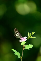 A beautiful butterfly with patterned wings rests gently on a slender flower stem, its delicate form silhouetted against a softly blurred, vibrant green background, embodying nature's serene beauty.