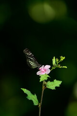 A beautiful butterfly with patterned wings rests gently on a slender flower stem, its delicate form silhouetted against a softly blurred, vibrant green background, embodying nature's serene beauty.