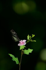 A beautiful butterfly with patterned wings rests gently on a slender flower stem, its delicate form silhouetted against a softly blurred, vibrant green background, embodying nature's serene beauty.