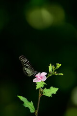 A beautiful butterfly with patterned wings rests gently on a slender flower stem, its delicate form silhouetted against a softly blurred, vibrant green background, embodying nature's serene beauty.
