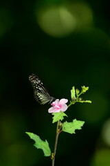 A beautiful butterfly with patterned wings rests gently on a slender flower stem, its delicate form silhouetted against a softly blurred, vibrant green background, embodying nature's serene beauty.