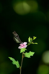 A beautiful butterfly with patterned wings rests gently on a slender flower stem, its delicate form silhouetted against a softly blurred, vibrant green background, embodying nature's serene beauty.