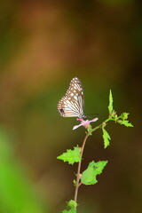 A beautiful butterfly with patterned wings rests gently on a slender flower stem, its delicate form silhouetted against a softly blurred, vibrant green background, embodying nature's serene beauty.