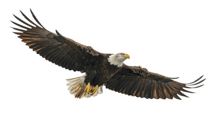 Bald eagle soaring gracefully with powerful wings outstretched in flight