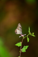 A beautiful butterfly with patterned wings rests gently on a slender flower stem, its delicate form silhouetted against a softly blurred, vibrant green background, embodying nature's serene beauty.