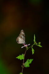 A beautiful butterfly with patterned wings rests gently on a slender flower stem, its delicate form silhouetted against a softly blurred, vibrant green background, embodying nature's serene beauty.
