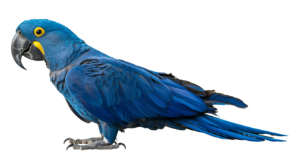 Gorgeous hyacinth macaw with bright blue plumage stands alertly