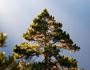 Tall evergreen tree against a clear blue sky