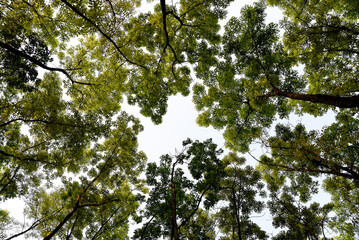 A picturesque upward view showcasing lush green tree tops forming a dense canopy against a clear sky, symbolizing nature's beauty, tranquility, and interconnected harmony.