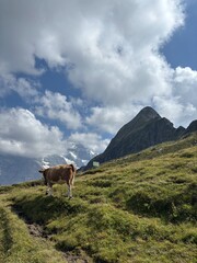 Majestic View of the Eiger Mountain in Grindelwald, Switzerland | Swiss Alps Hiking & Scenic Alpine Landscape