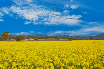 菜の花畑と古墳