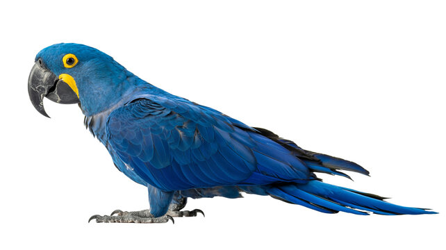 Stunning hyacinth macaw vividly showcases vibrant blue plumage detail