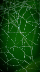 spider web with dew drops