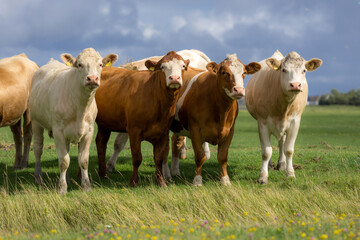 Cattle grazing in pasture. Herd of cattle. Livestock cow feeding on green grass. Grazing cows pasture on grassy field. Cattle on farm. Grazing cows on village. Open pasture with cows. Cattle herd.