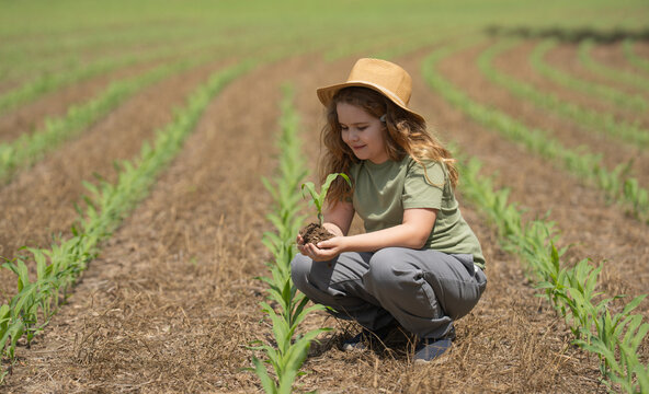 Eco farm. Child in eco-friendly corn field. Farming in green ecosystem. Eco farming concept. Organic farm land with child. Environment eco concept. Child farming. Kids hands caring for soil.