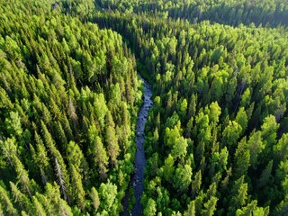 Beautiful aerial view of a lush forest with a winding river in summer.