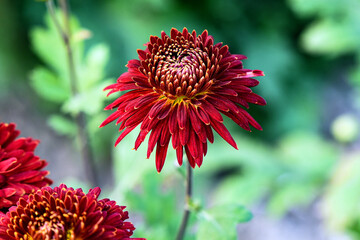 Beautiful red chrysanthemum flower in full bloom, surrounded by green foliage for a bright, vibrant contrast, representing nature's beauty and seasonal growth.