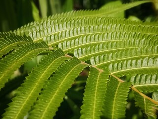 green fern leaf