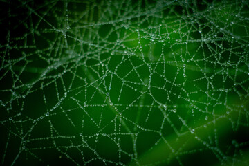 spider web with dew drops