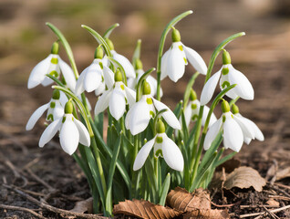 Fototapeta premium Snowdrop flowers bloom in early spring amidst fallen leaves