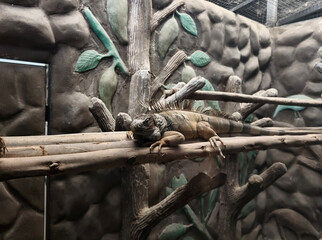 A colorful chameleon resting on a branch in its natural habitat