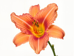 Fototapeta premium Vibrant orange daylily blooms under soft natural light