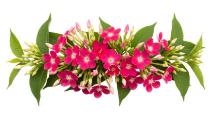 Vibrant red flowers and green leaves arrangement centered on a dark backdrop transparent background