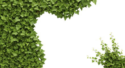 Lush green ivy foliage forms organic shape against deep black negative space abstract. transparent background