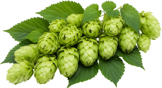 Freshly harvested green hops cones and leaves ready for brewing beer and crafting transparent background