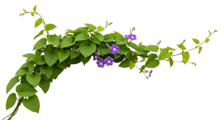 Vibrant green vine with delicate purple flowers cascading gracefully transparent background