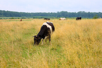 A black and white cow grazes in a sunny meadow among tall yellow-green grass. In the background, other cows and a strip of forest are visible under a light sky, creating a peaceful, rural landscape.