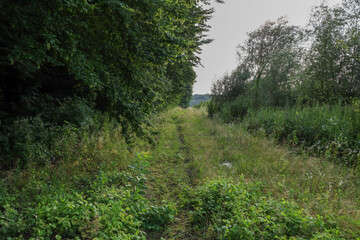 A road overgrown with grass runs through a dense forest, creating a picturesque summer landscape. This photo conveys a sense of solitude and tranquility, inviting the viewer on a journey deep into nat