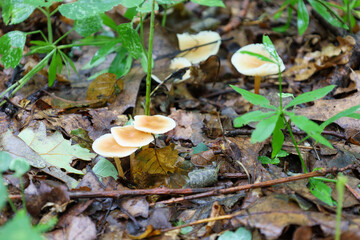 A family of small mushrooms with delicate caps grows on the forest floor among fallen leaves and green plants. The photo demonstrates the layered beauty and biodiversity of a forest ecosystem after ra