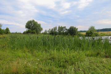 Obraz premium Dense thickets of reeds and other swamp vegetation frame the bank of a small pond. The landscape conveys the feeling of a quiet summer day in nature, with a blurred sky and a wooded background.