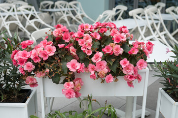 Vibrant pink begonias in white planter amidst empty outdoor cafe chairs