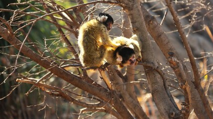 Monkey Business in the tree during a playful afternoon.