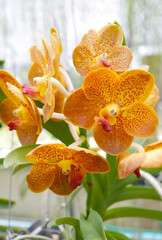 Fototapeta premium Vanda’s Fiery Elegance, Bunch of Full Boom Yellow with Red Marking Radiant Orchids