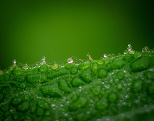 green leaf with water drops