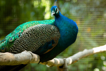 a peacock in a cage at a zoo. a very special bird because of its feathers.