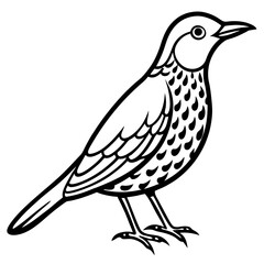 White Song Thrush Line Art