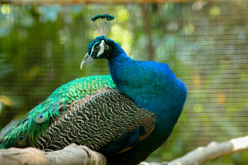 a peacock in a cage at a zoo. a very special bird because of its feathers.