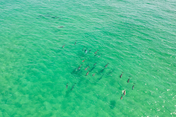 Large pod of dolphins surface for air off the coast of Fingal Head with the Gold Coast skyline in the background, northern New South Wales, Australia