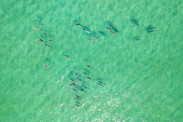 Large pod of dolphins surface for air off the coast of Fingal Head with the Gold Coast skyline in the background, northern New South Wales, Australia