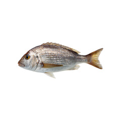 Obraz premium Freshly Caught Silver Bream High-Resolution Image of a Single Fish on Black Background